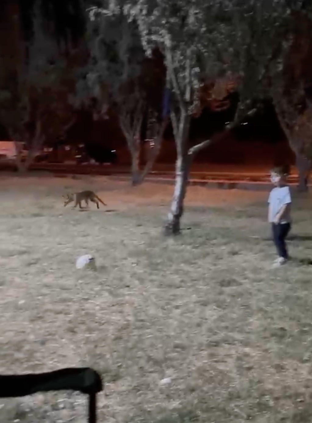 Çanakkale'de Çocuk ve Tilki Arasındaki Neşeli Anlar
