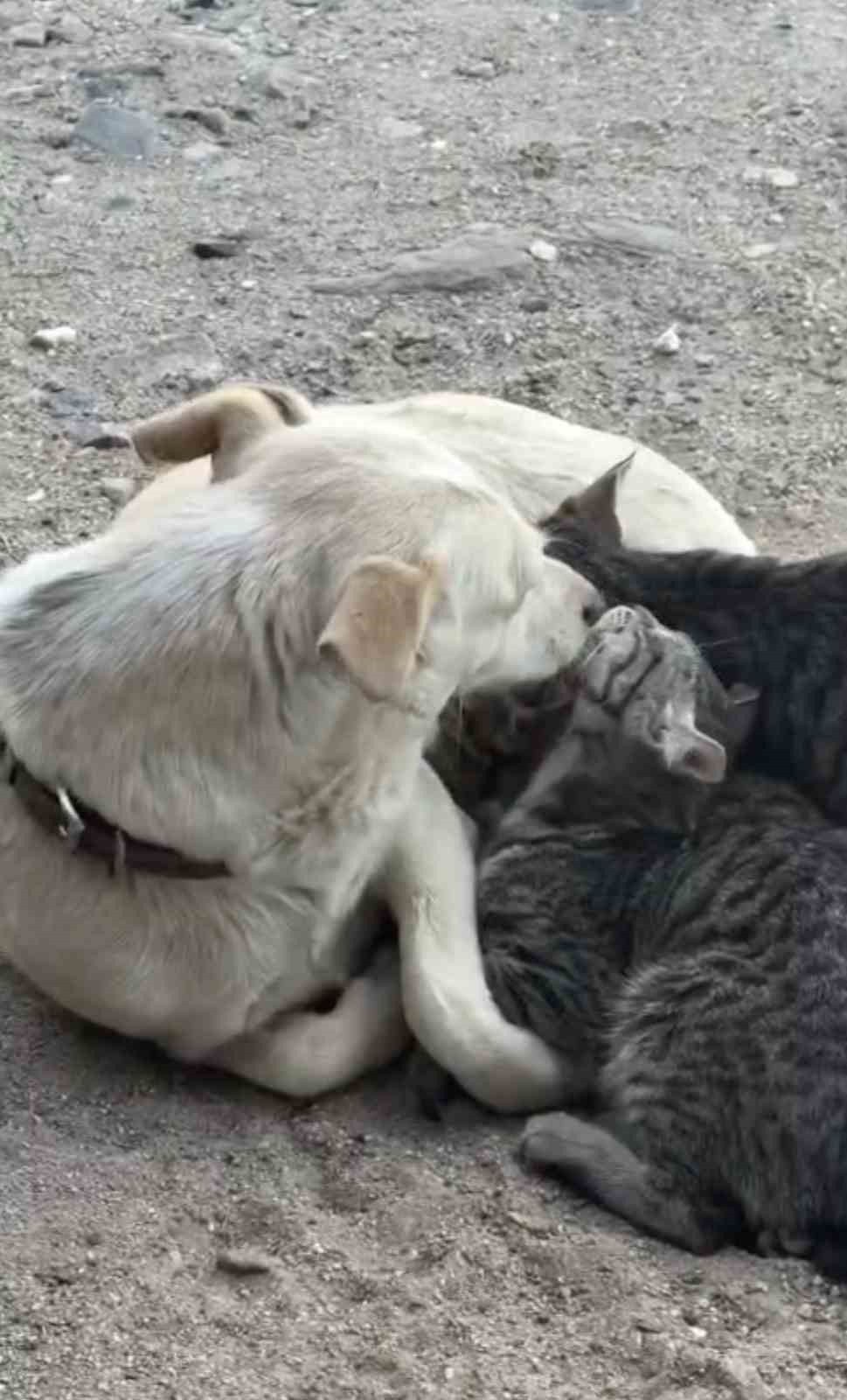 Bir Anne Köpekten Yavru Kedilere Sıcak Bir Sahiplenme
