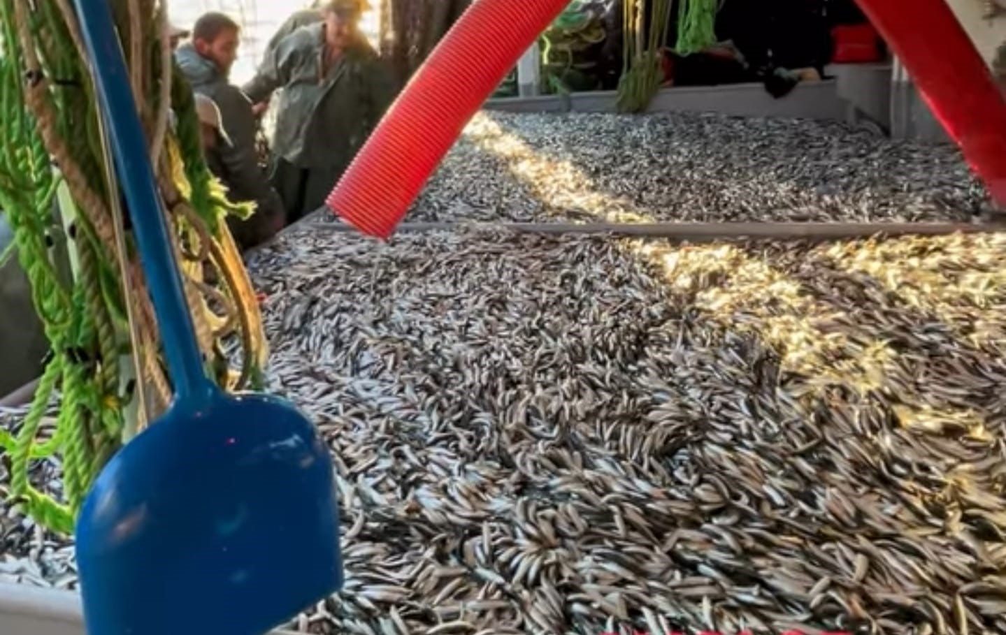 Gelibolu'da Av Sezonu: 1.500 Kasa Sardalya Neşesi