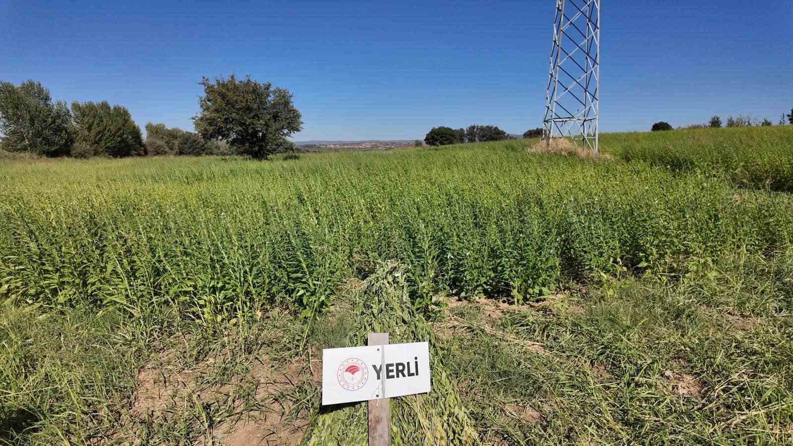 Çanakkale'de Yerli ve Milli Susam Çeşitleri Hasat Edildi