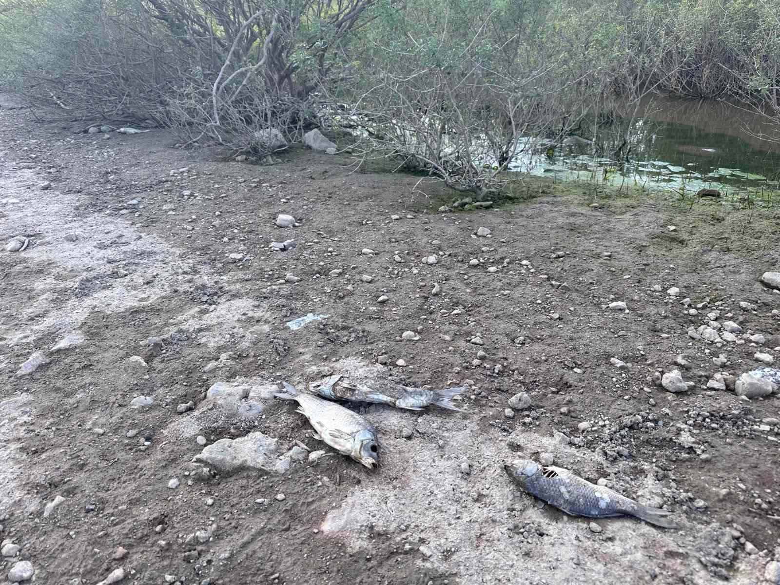 Ayvacık Barajı’nda Balık Ölümleri Tedirgin Ediyor