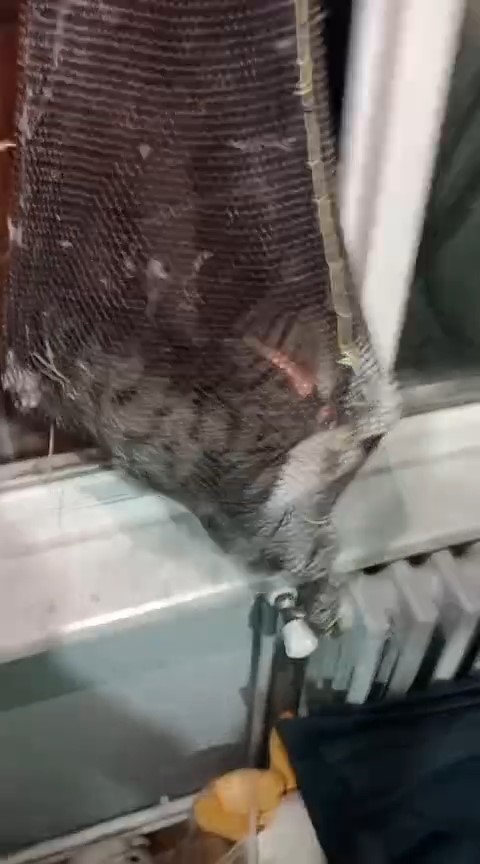 Yavru kedi apartman boşluğundan böyle kurtarıldı