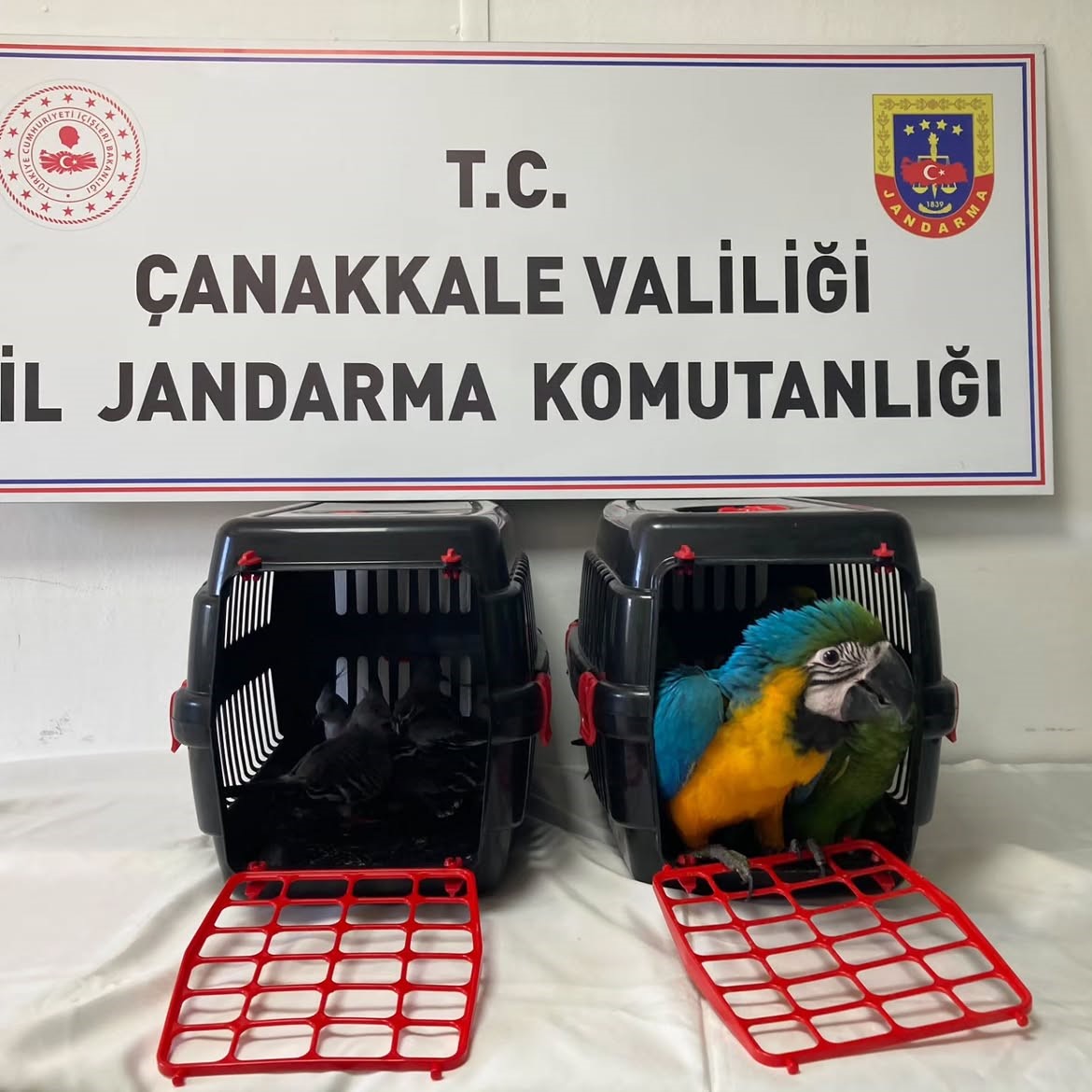 Çanakkale'de Nesli Tehlikede Kuşlara Kaçak Ticarete Geçit Yok