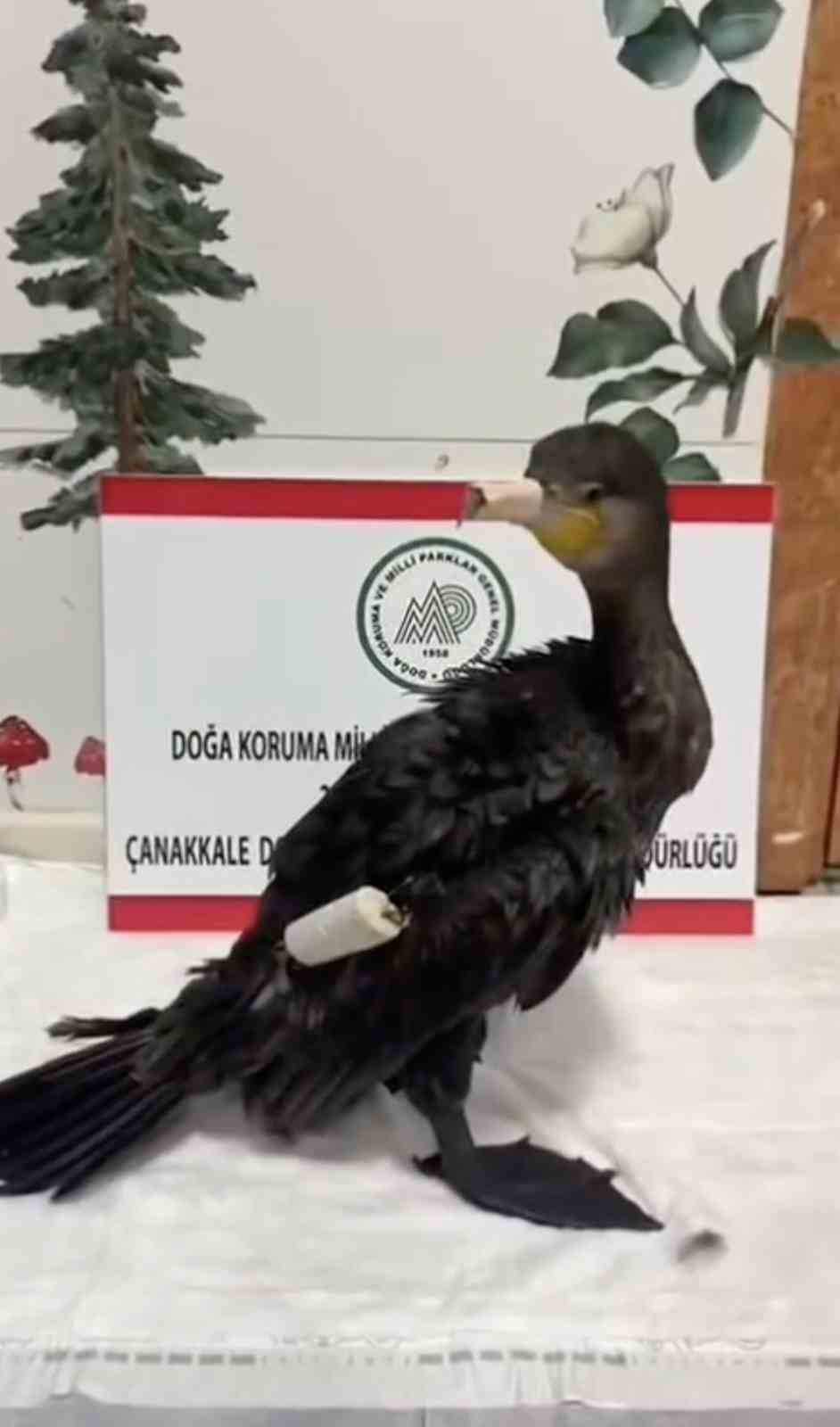 Yaralı Karabatak, Çanakkale'de Yeniden Doğaya Kavuştu