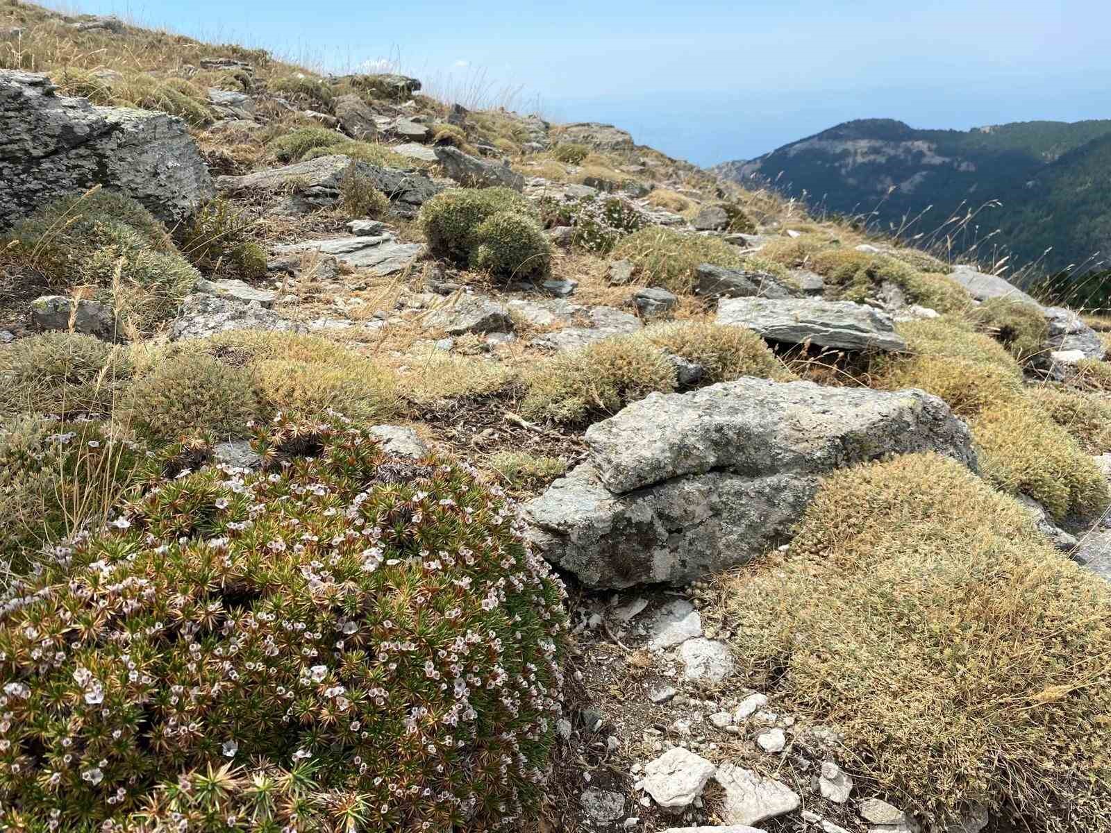 Kaz Dağları'nda Bilim Dünyasına Yeni Bir Böcek Türü Kazandırıldı