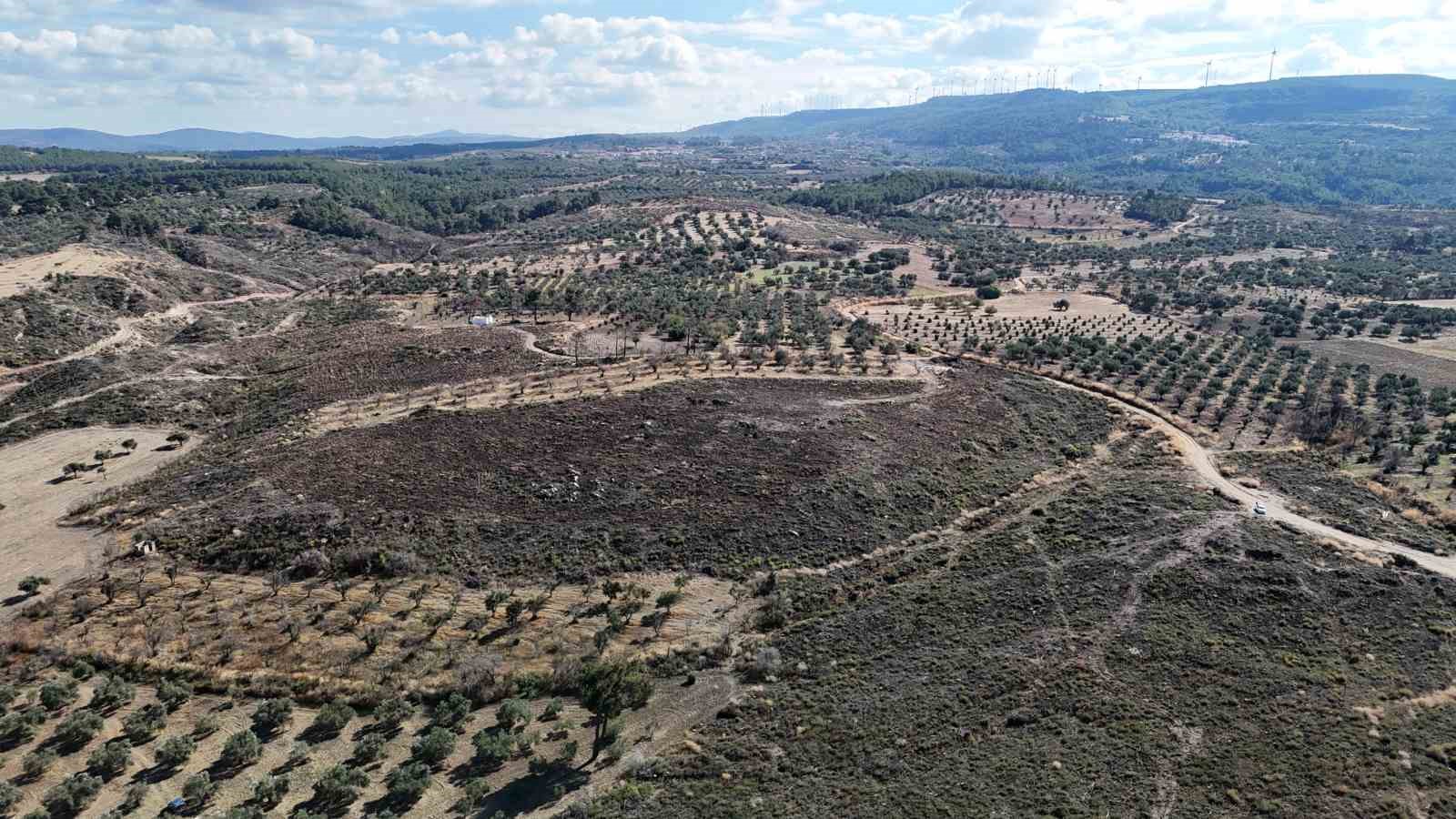 Çanakkale Ormanları Yeniden Yeşeriyor: Güzelyalı'daki Yangın Sonrası Umut Veren Gelişmeler