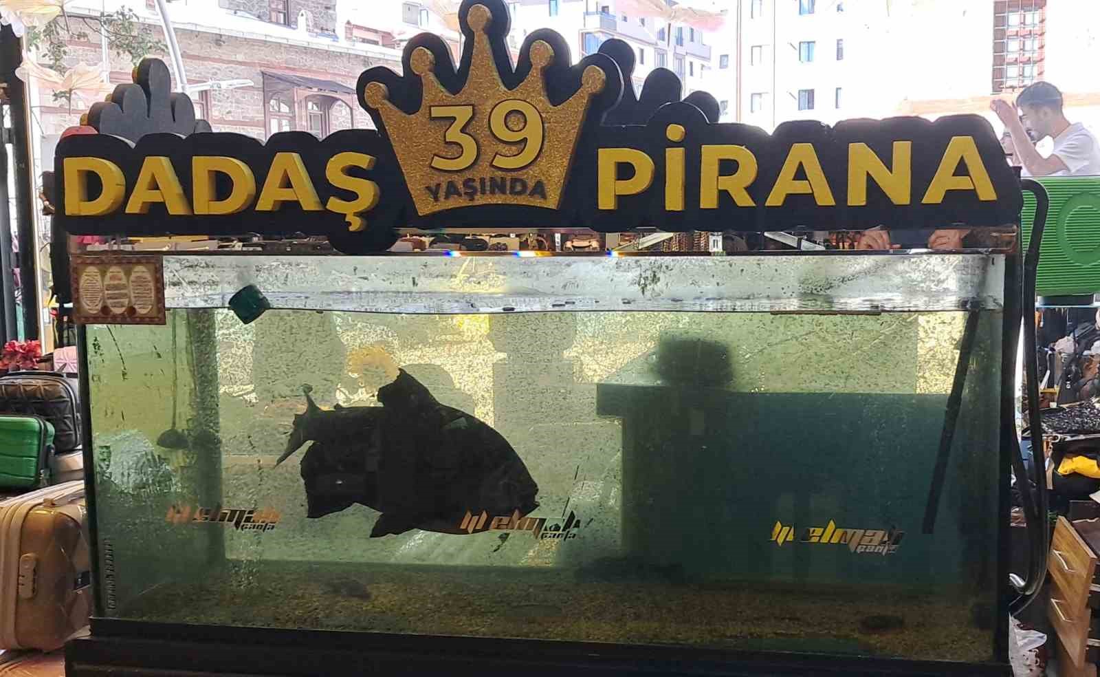 Dadaş Pirana: Erzurum'un Efsanevi Balığı 39 Yaşına Bastı