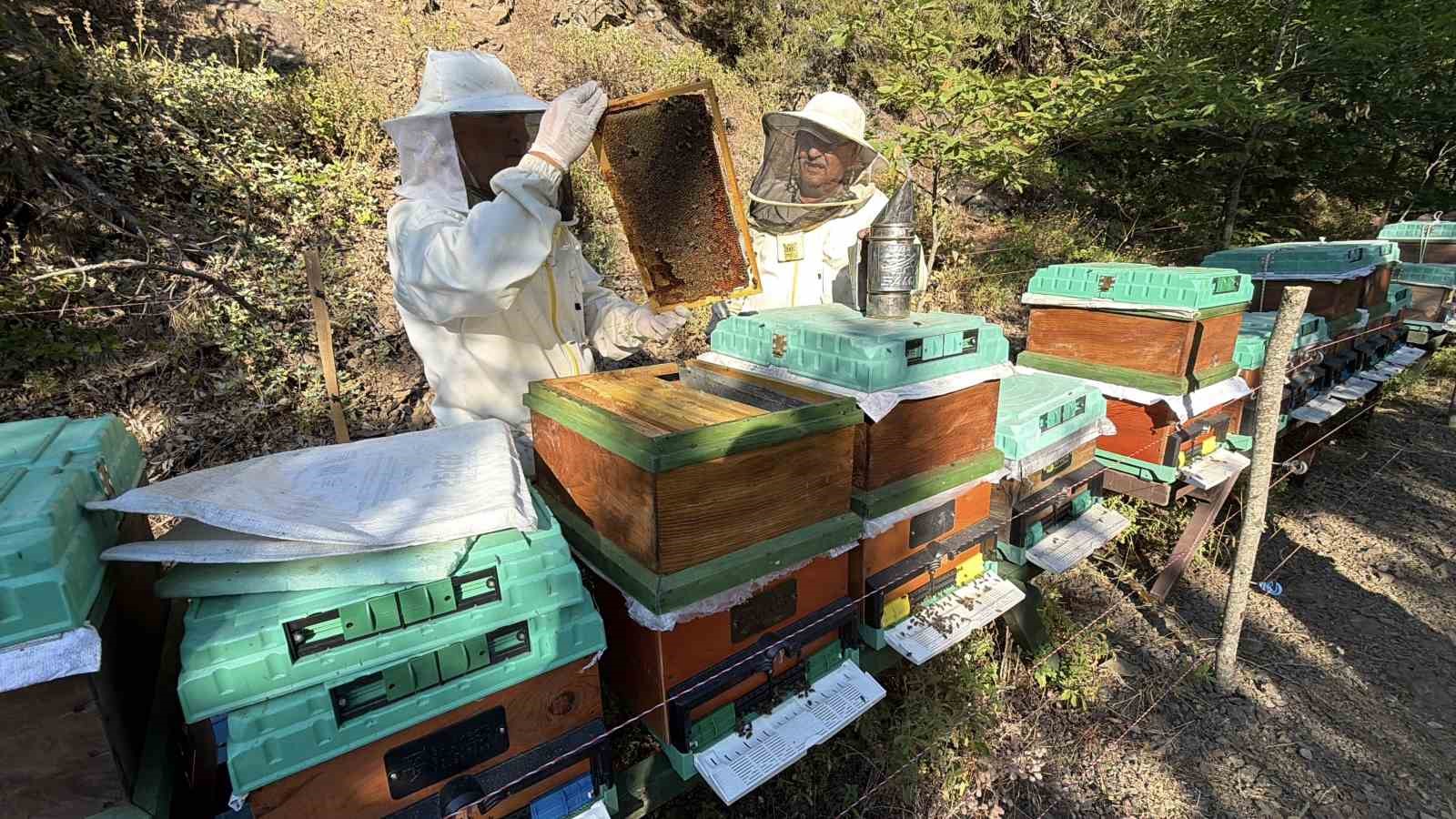 Kazdağları'ndan Dünyaya Kazandırılan Siyah Bal: Hasat Başladı