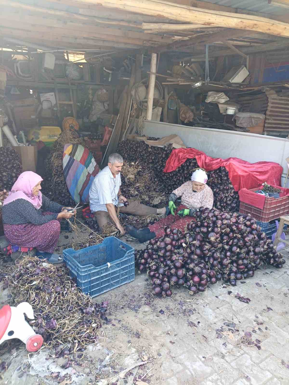 Kapıdağ Mor Soğanında Hasat Sezonu Tamamlandı: Kalite Ön Planda