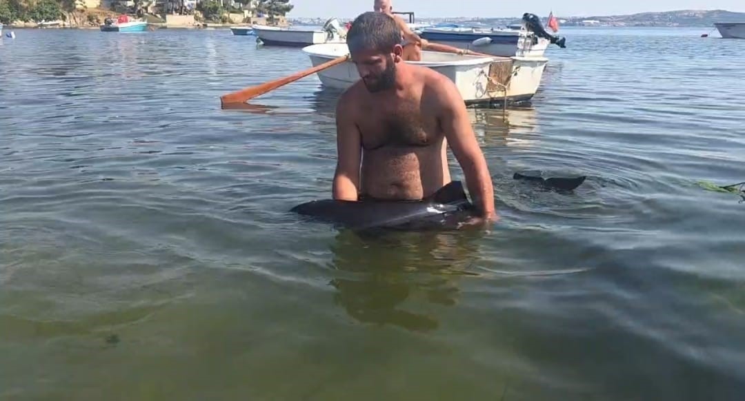 Erdek'te Yavru Yunus Kurtarma Seferberliği