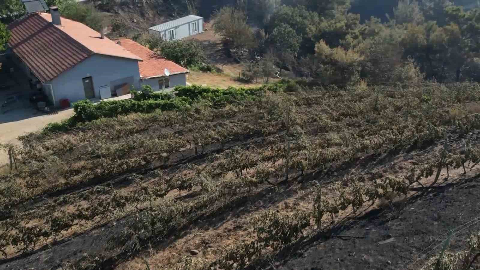 Yangın, 300 Dönümlük Üzüm Bağını Kül Etti