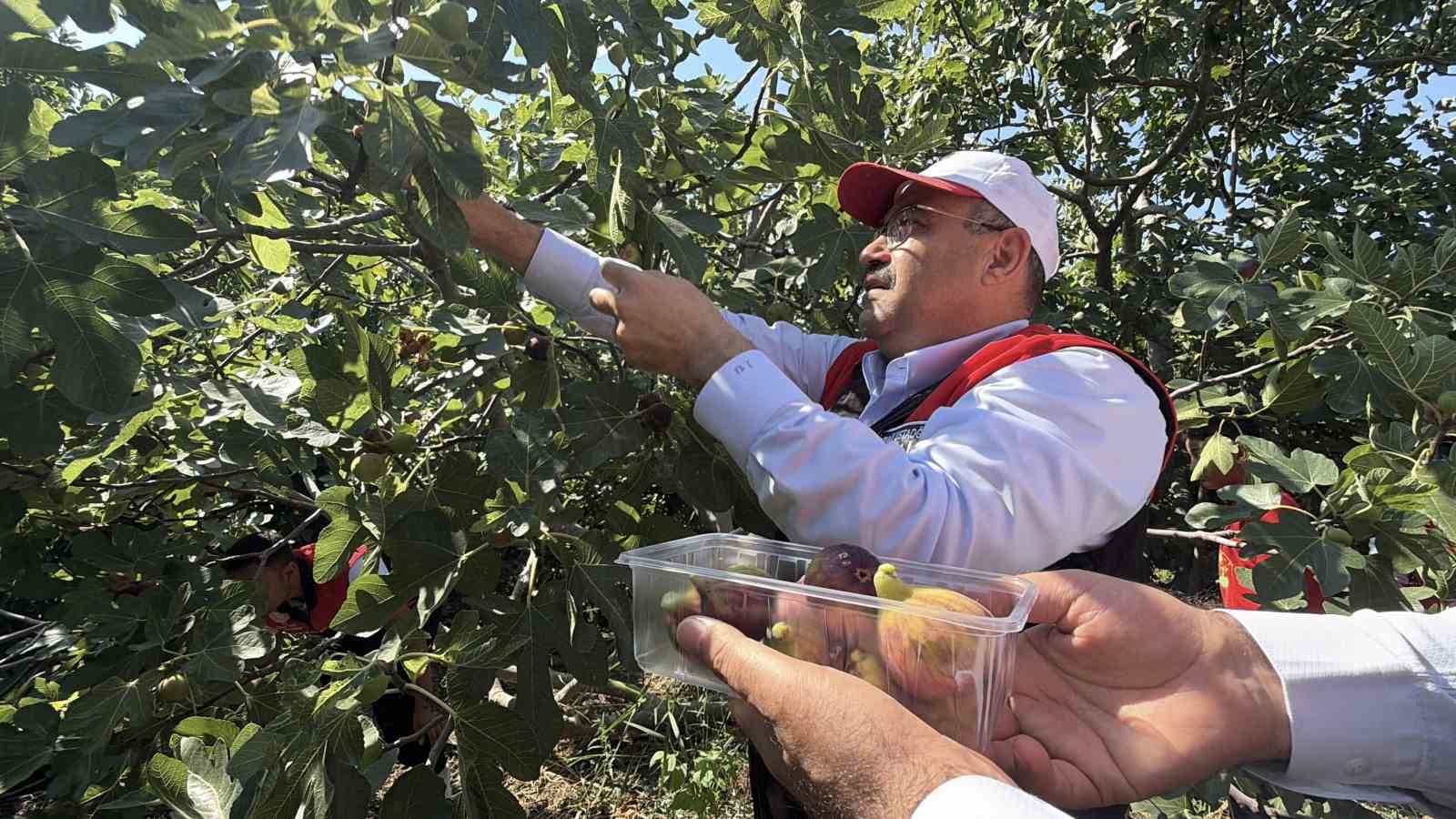 Havran Siyah İncirinde Hasat Sezonu Başladı!