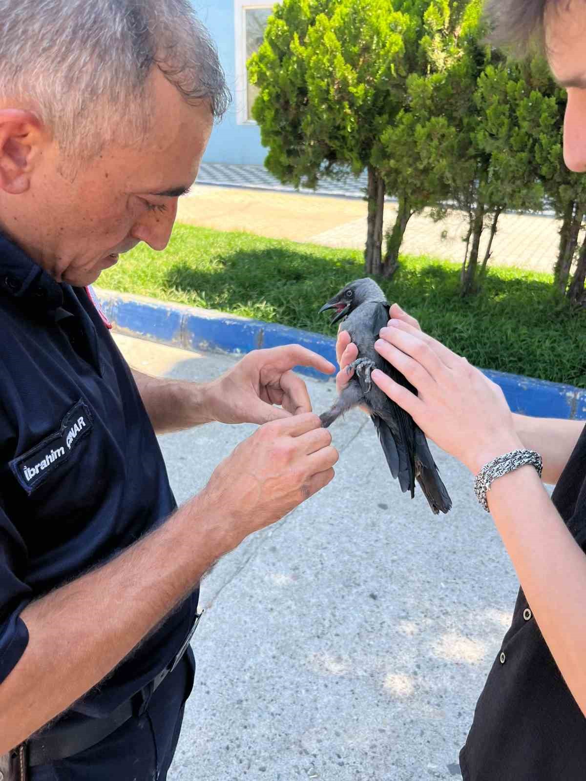 Susurluk'ta Halı Saha Filesine Takılan Karga Kurtarıldı