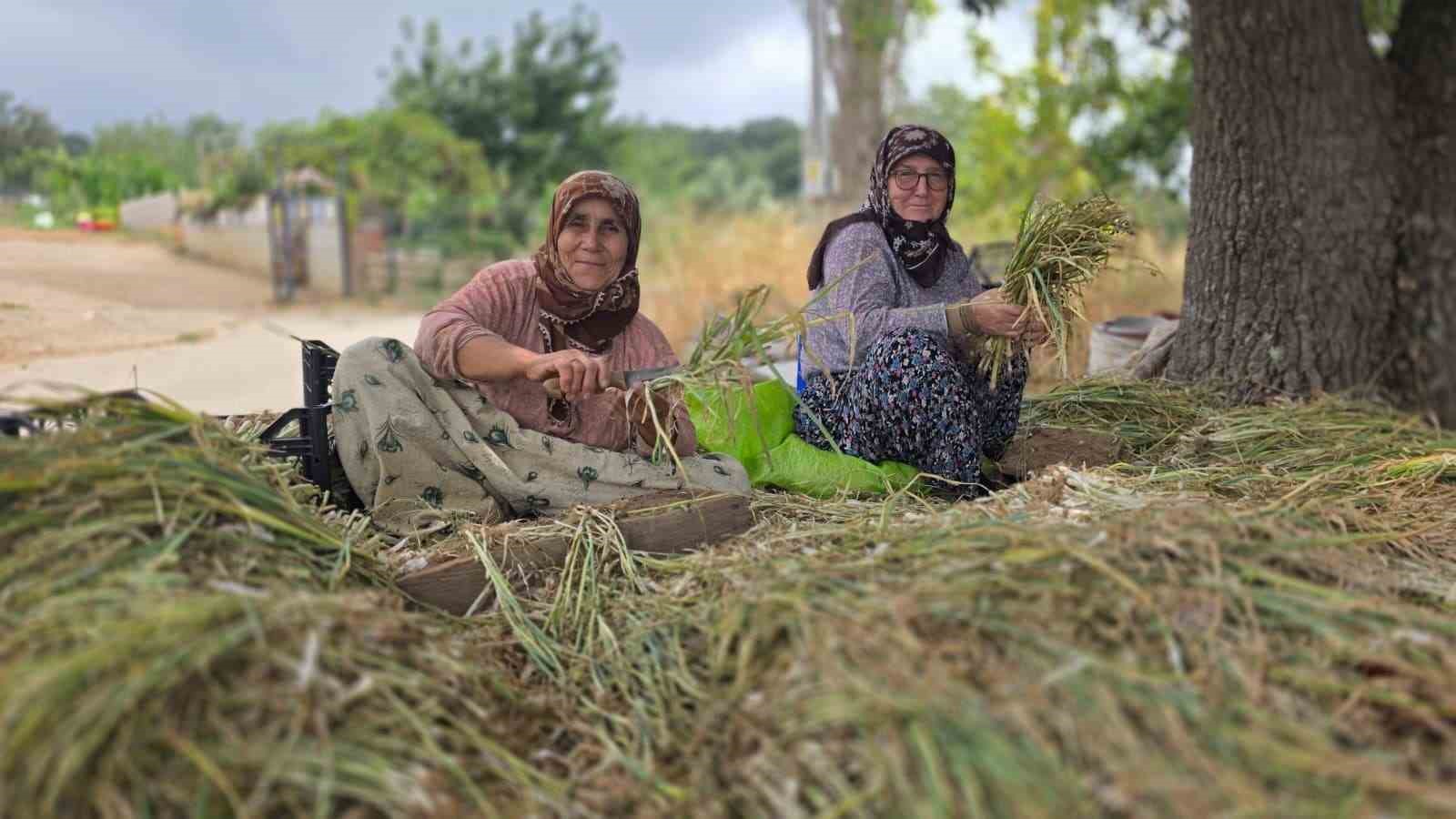Balıkesir'in Pırasaları İçin Yoğun Çalışma Devam Ediyor