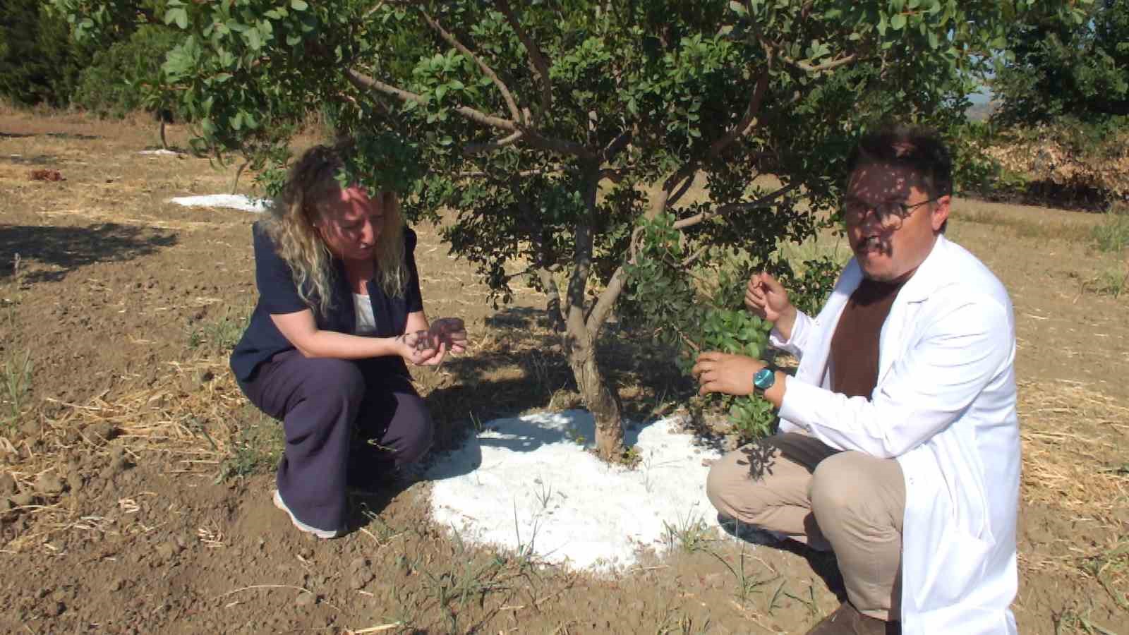 Balıkesir'de Sakız Ağaçlarından İlk Hasat Heyecanı