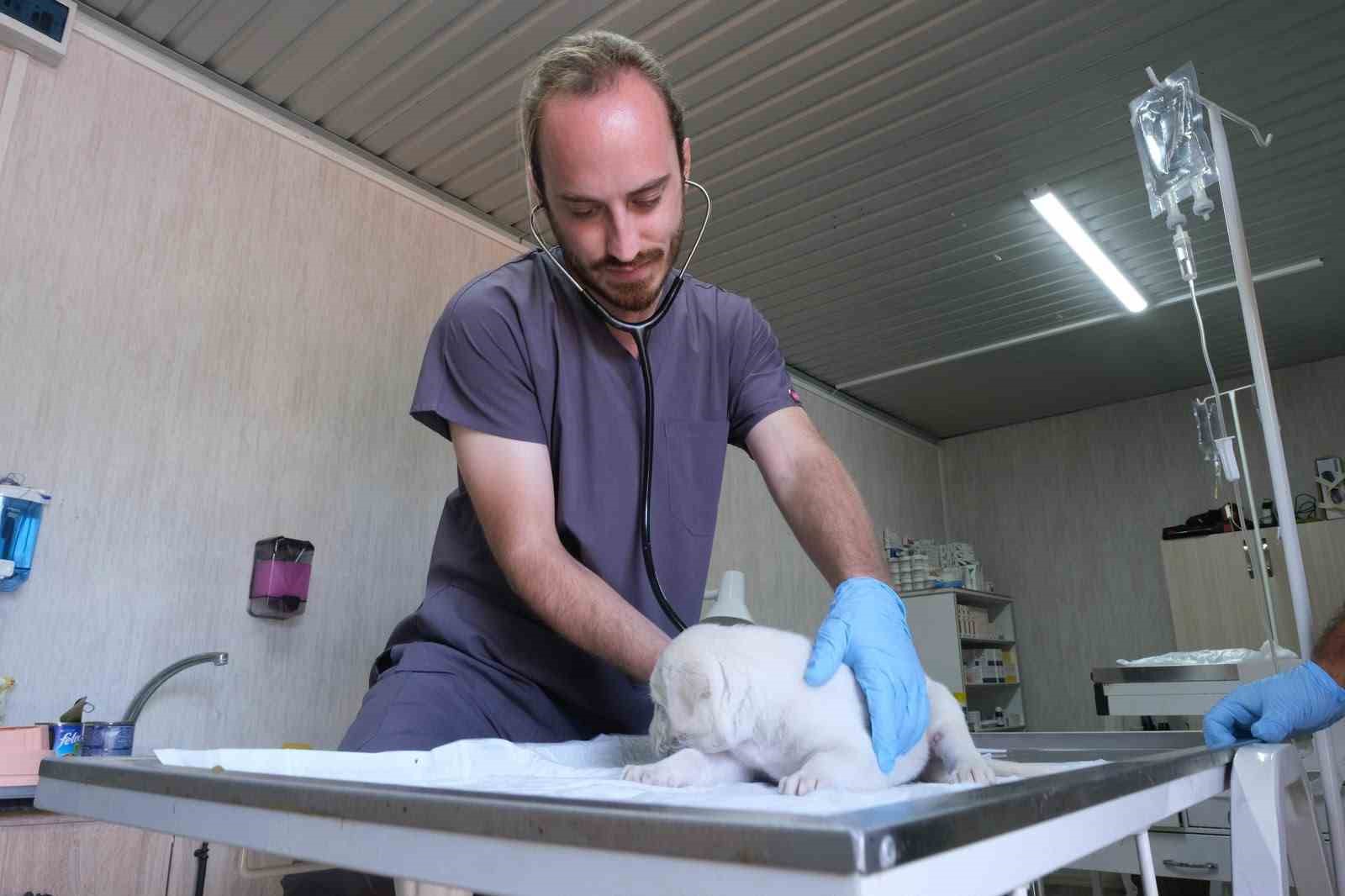 Minik Patiler İçin Sıcak Yuva Arayışı