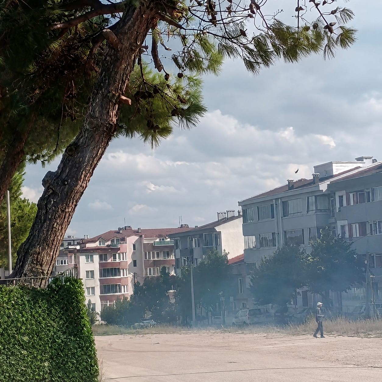 Düğün Konvoyunda Atılan Havai Fişek Ağaç Yangınına Neden Oldu
