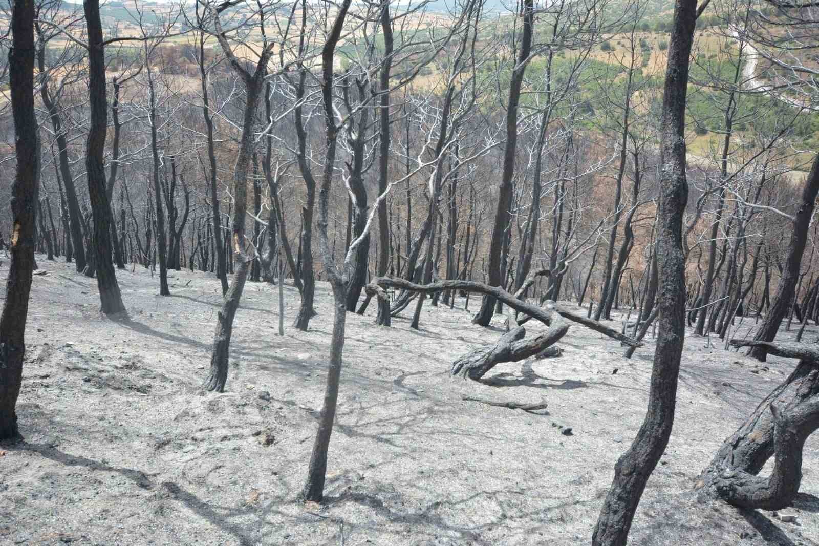 Susurluk’ta Yangın Sonrası Orman Alanı Yeniden Yeşerecek