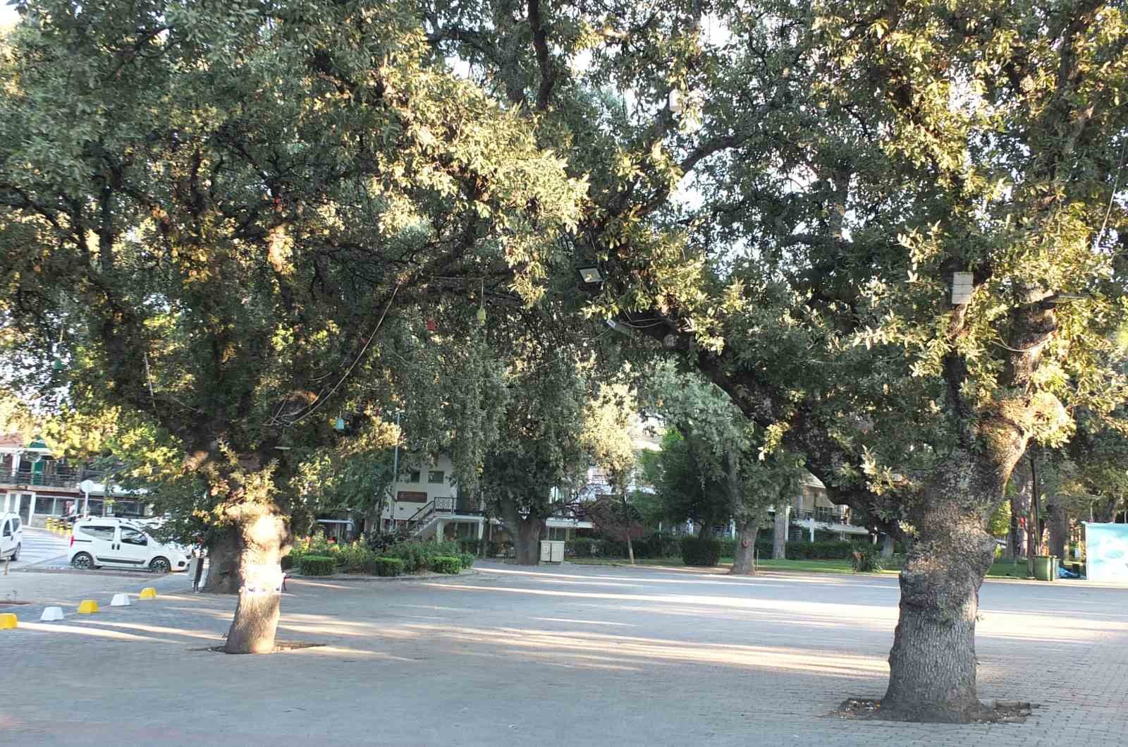Burhaniye'deki Tarihi Meşe Ağaçlarına Koruma Kimliği