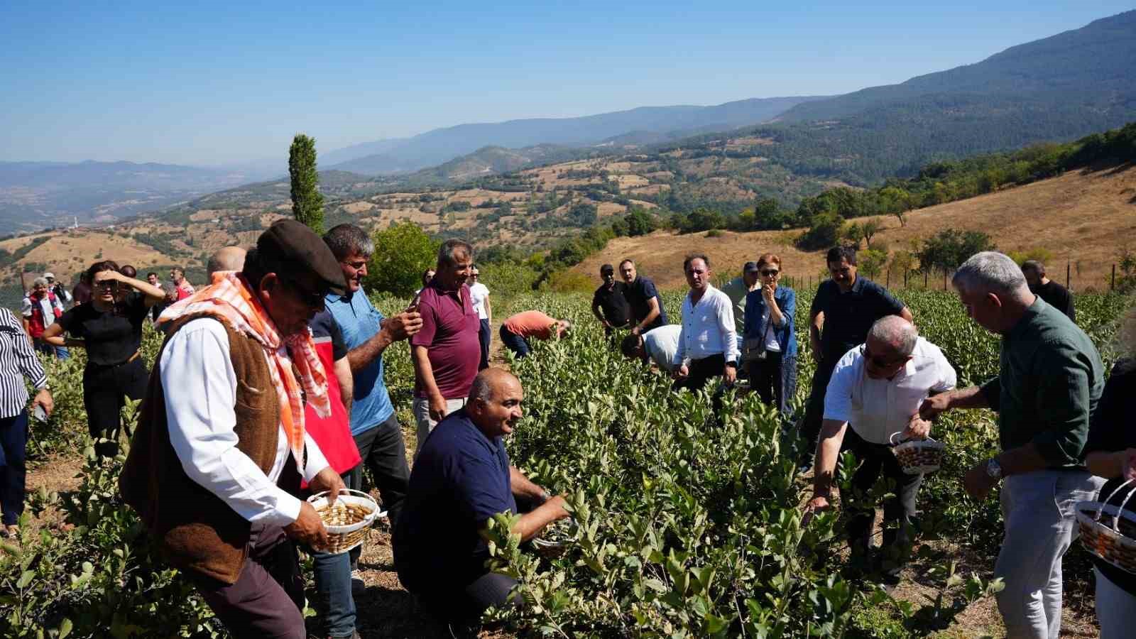 Sındırgı'da Aronya Hasat Şenliği Renkli Görüntülerle Kutlandı
