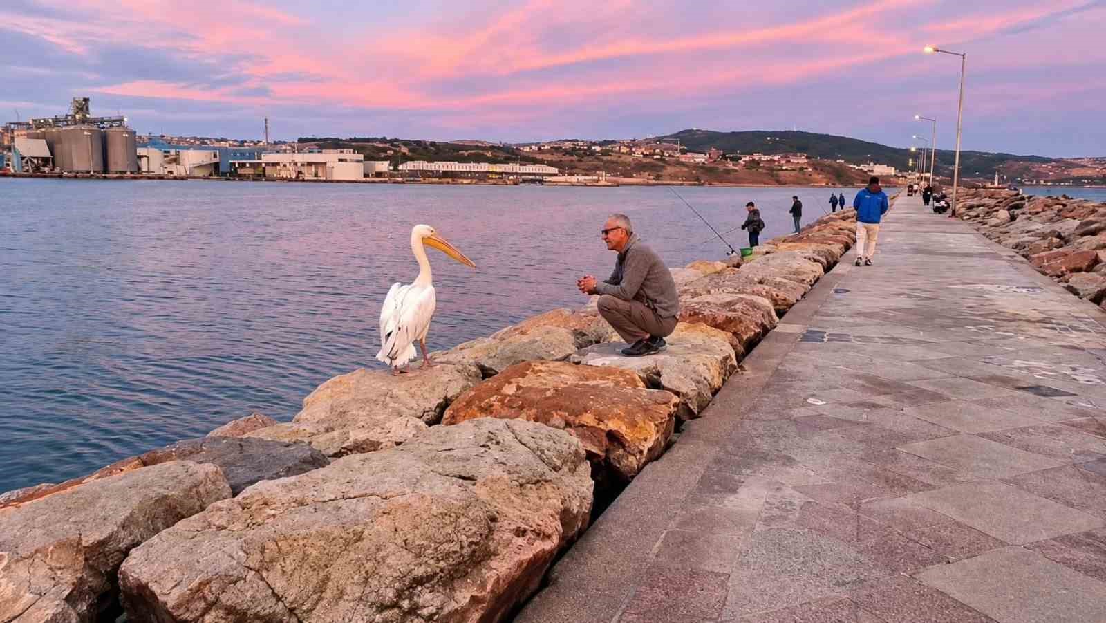 Bandırma'nın Mendireğinde Pelikan Keyfi