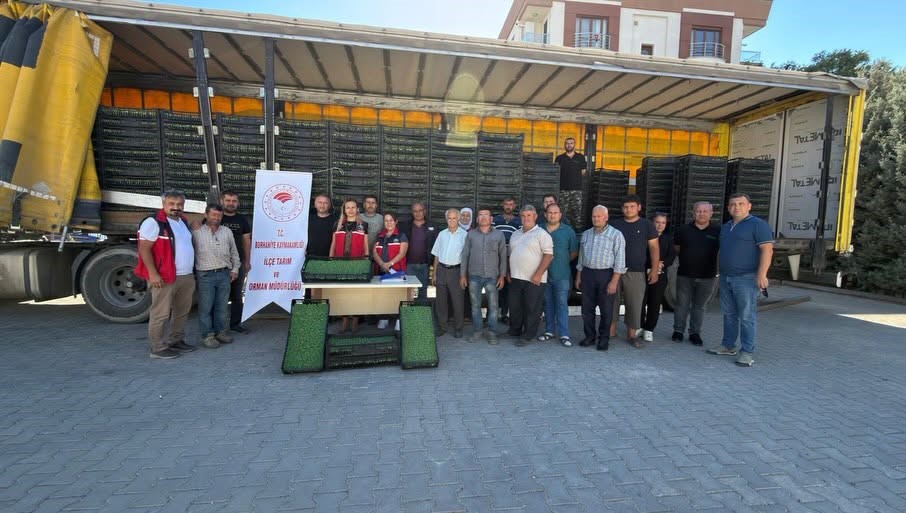 Burhaniye'de Çiftçilere 300 Bin Adet Marul Fidesi Dağıtımı Yapıldı