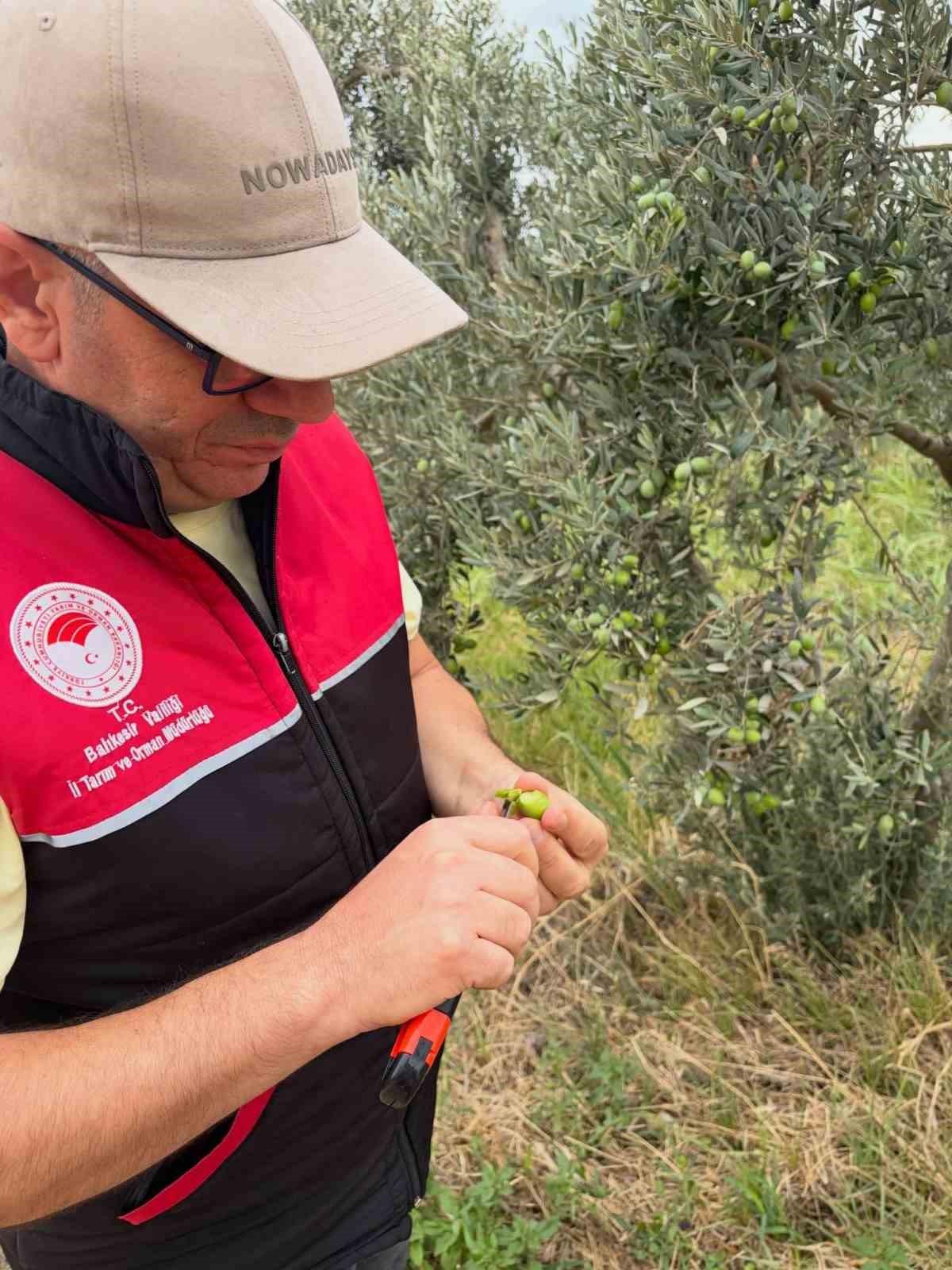 Burhaniye'de Zeytin Bahçeleri İçin Hasat Öncesi Yoğun Denetim