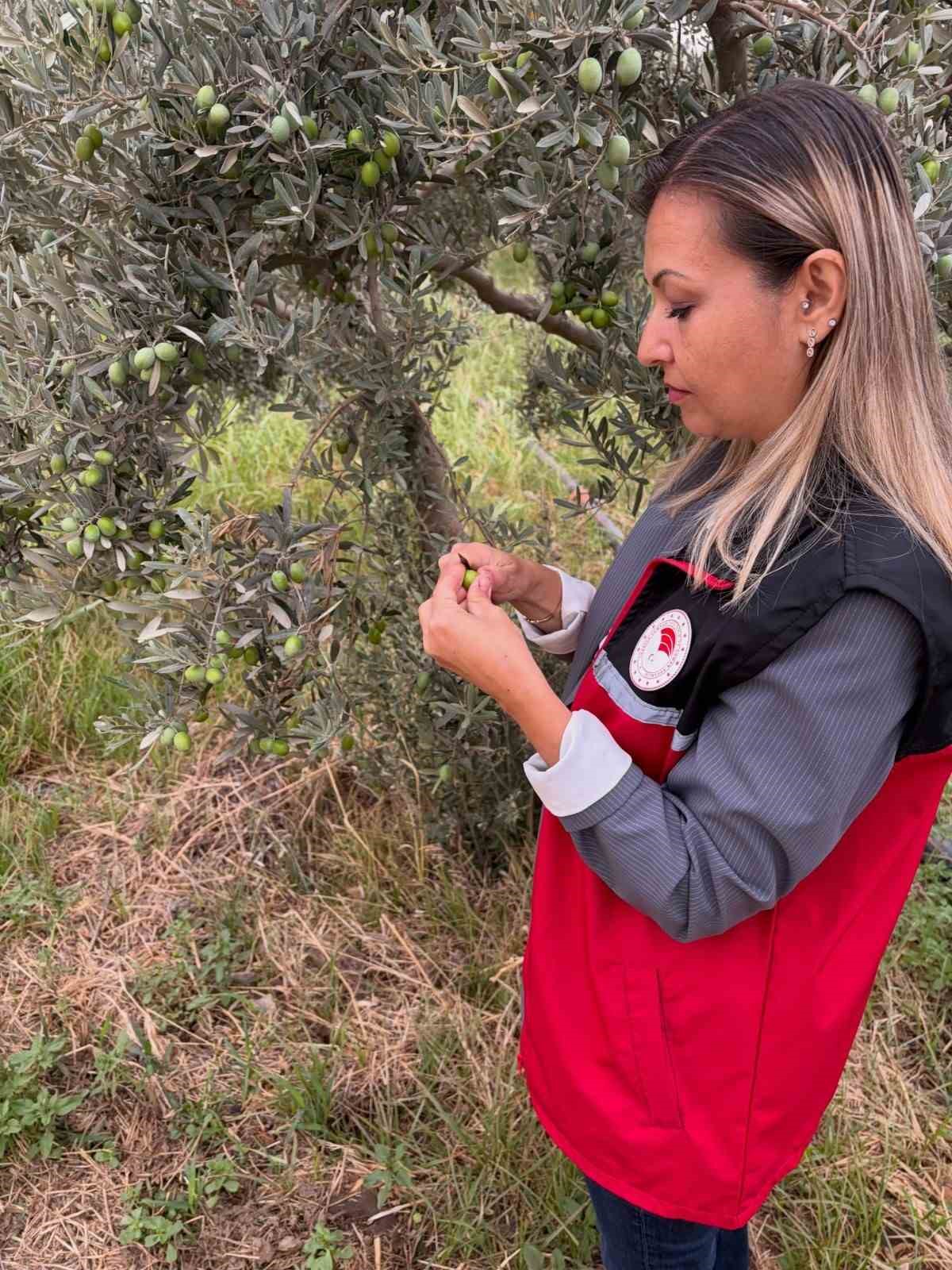 Burhaniye'de Zeytin Sineğine Karşı Kontroller Arttı