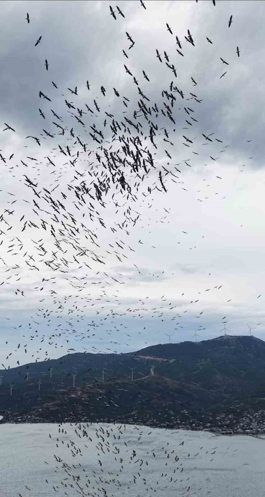 Marmara Denizi'nde Kuşların Muhteşem Gösterisi