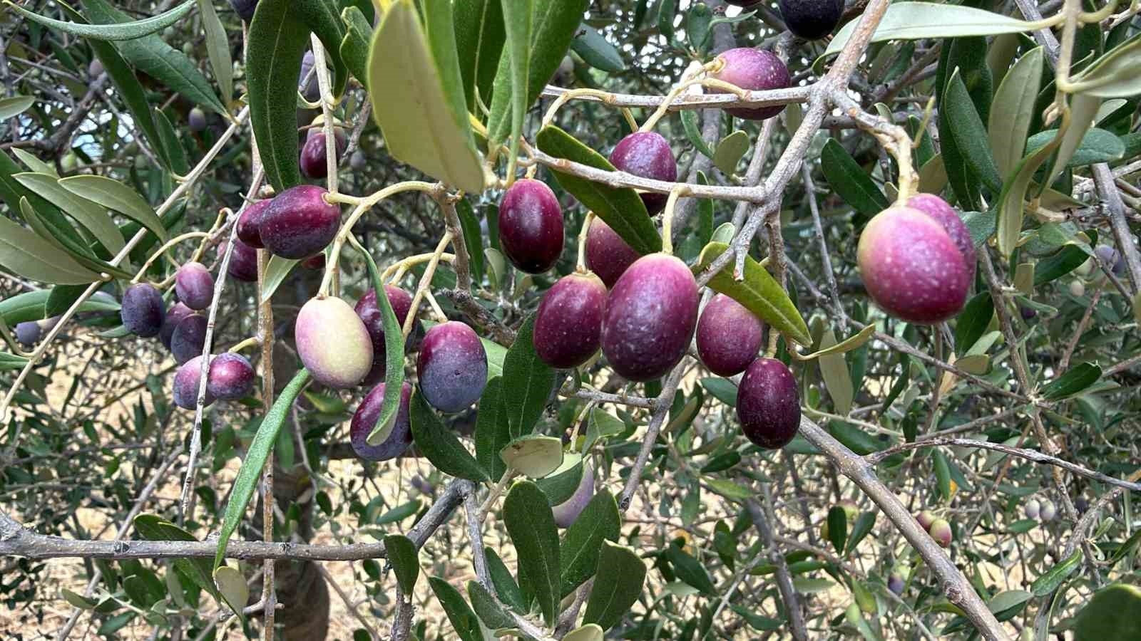 Zeytin Hasadında Zamanlama Kritik: Ideal Dönem Nedir?