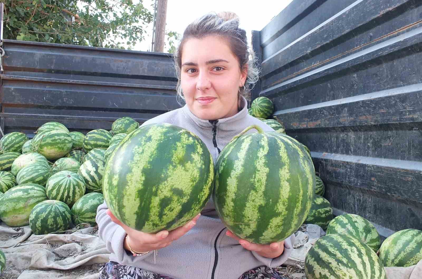 Burhaniye'de Güz Karpuzu Hasadı Başladı