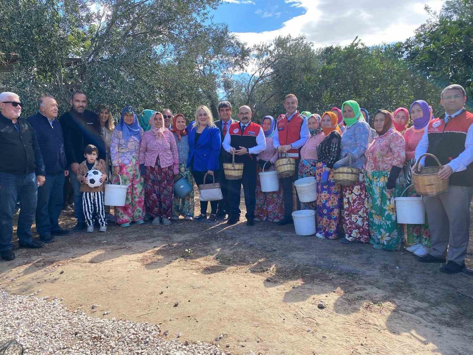 Ayvalık’ta Zeytin Hasadı Coşkuyla Başladı