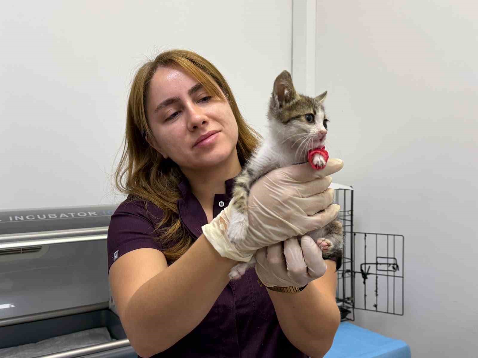 Bandırma'da Yavru Kedi Şiddet Sonrası Tedavi Altına Alındı
