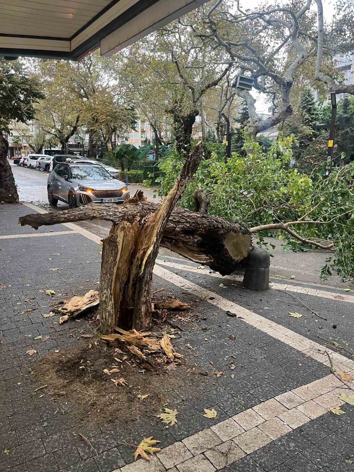 Erdek'te Fırtına, Ağaçları Kökünden Devirdi