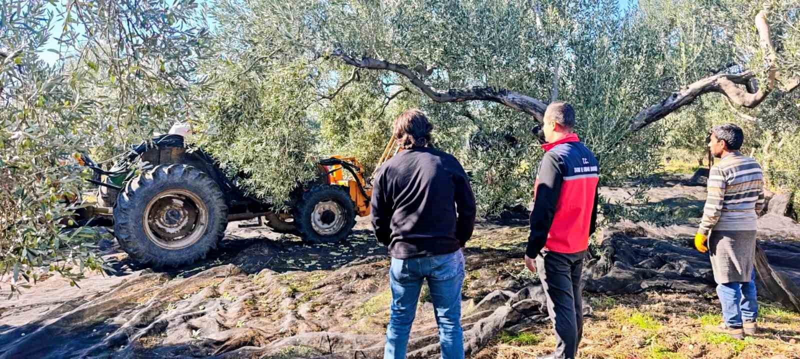 Gömeç'te Zeytin Hasadı Tüm Hızıyla Devam Ediyor