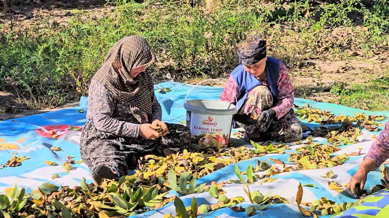 Sındırgı'da Ceviz Hasadı Yüzleri Güldürüyor