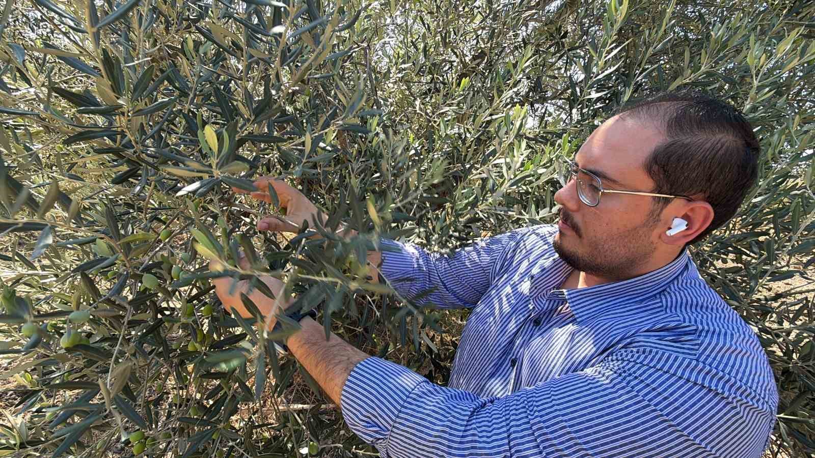 Zeytin Hasadı Bu Yıl Erken Başlayabilir: Beklentiler Yükseliyor