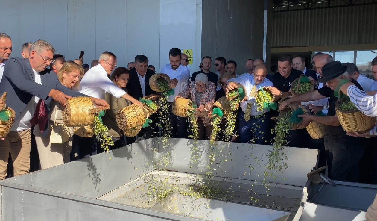 Zeytin Hasadı Sezonu Ayvalık’ta Coşkuyla Açıldı
