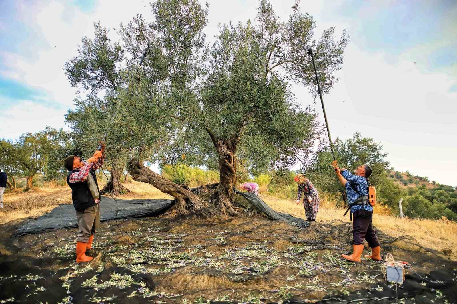 Güney Marmara'da Zeytin Hasadı Başladı: Üreticiler Fiyatta Endişeli