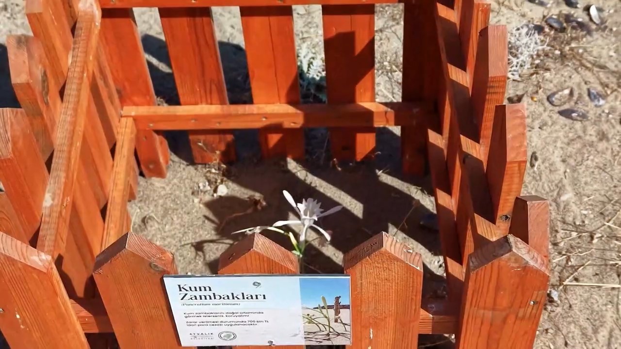 Badavut Sahili’nde Kum Zambaklarına Ahşap Kafes Koruma Önlemi