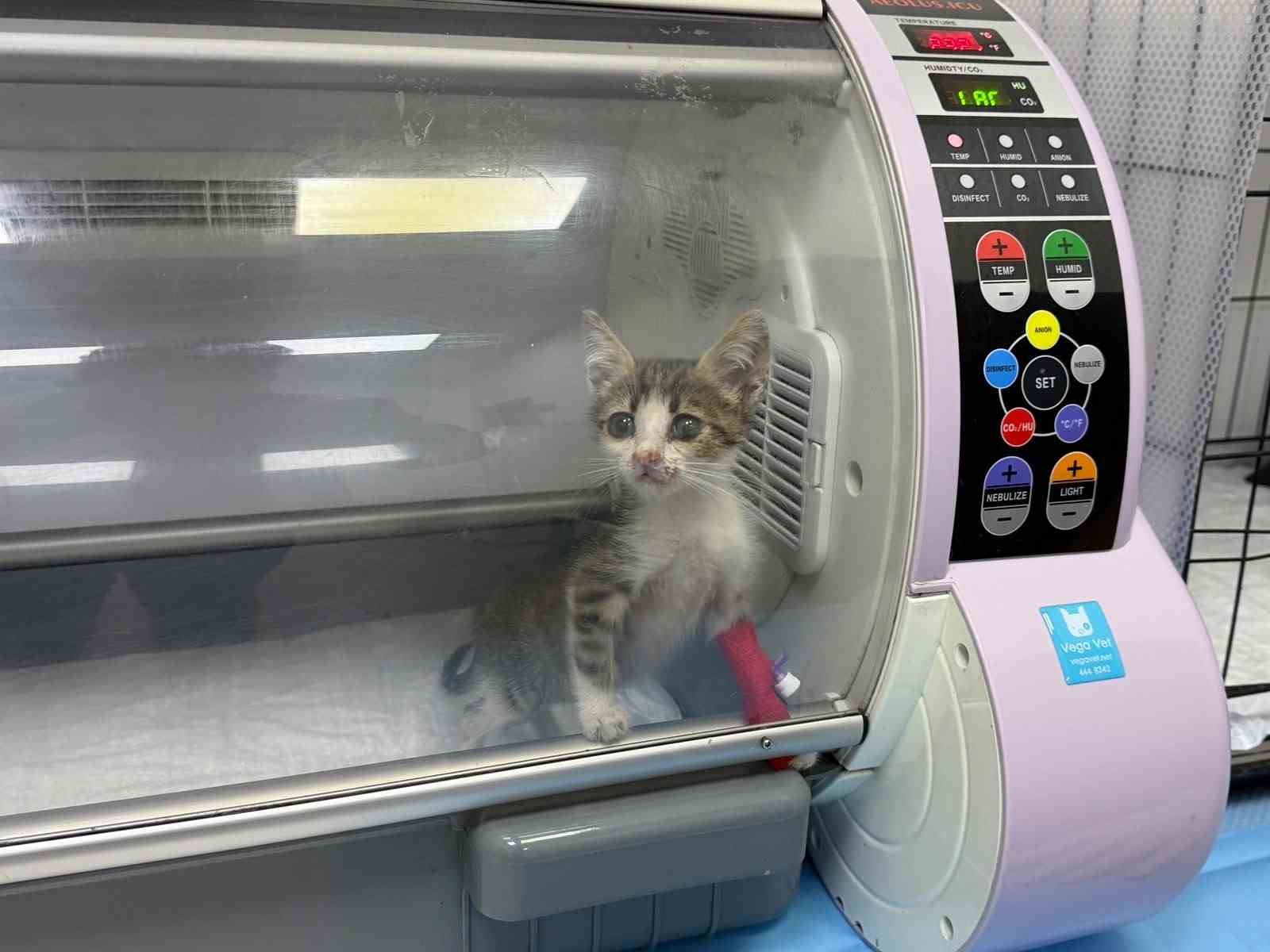 Yaralı Yavru Kedi Sağlığına Kavuşuyor