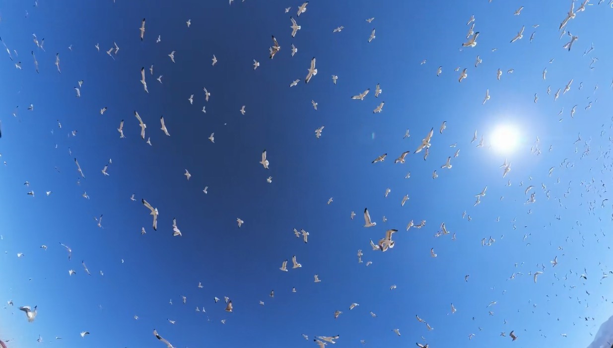 Erzurum'da Havada Martı Dansı: Drone ile Görüntülendi