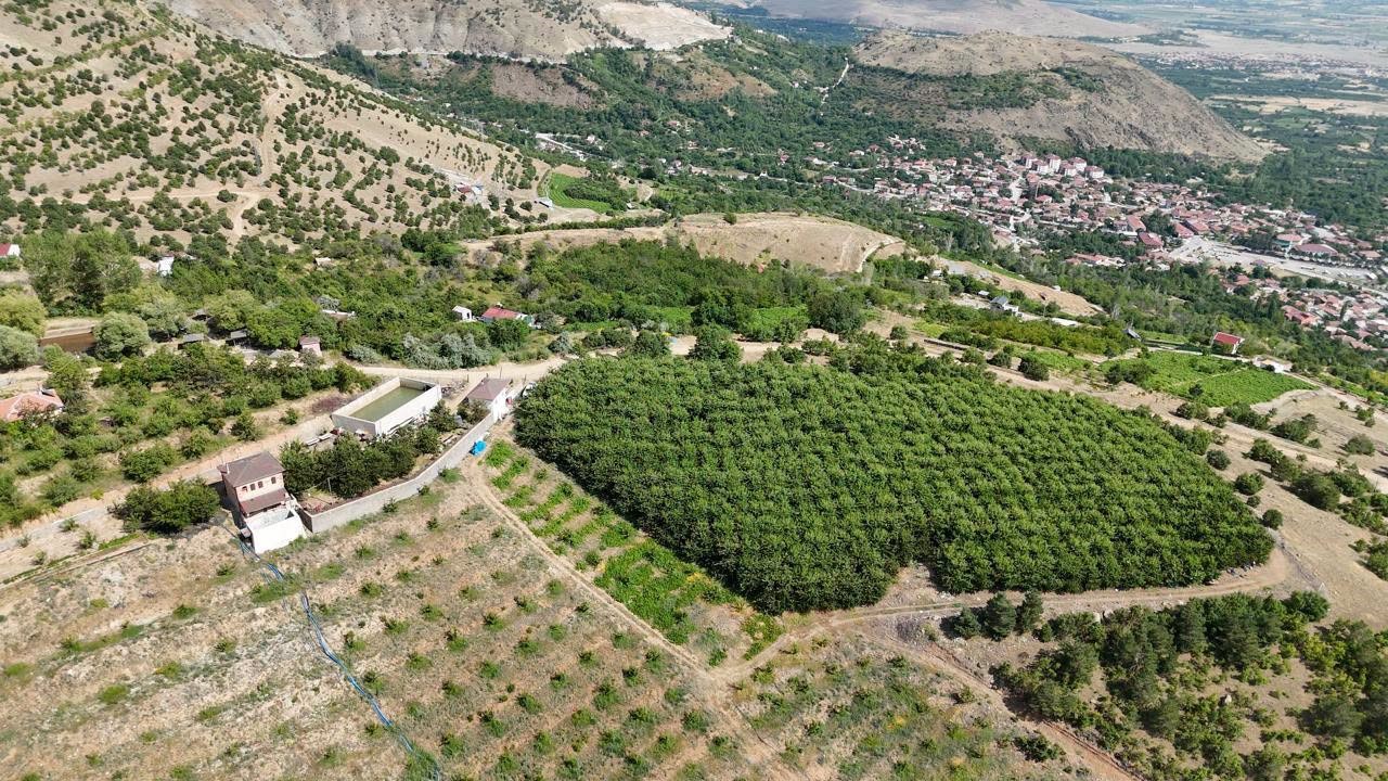 Erzincan'da Yüksek Rakımda Kiraz Hasadı Coşkusu