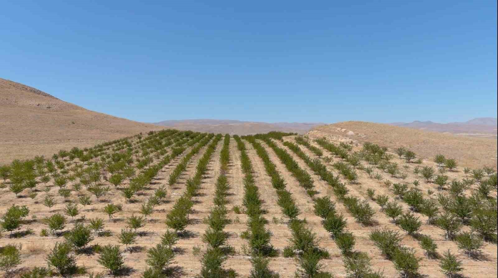 Erzincan'da Vişne Tarımında Örnek Proje: 10 Bin Ağaç Yetiştirildi