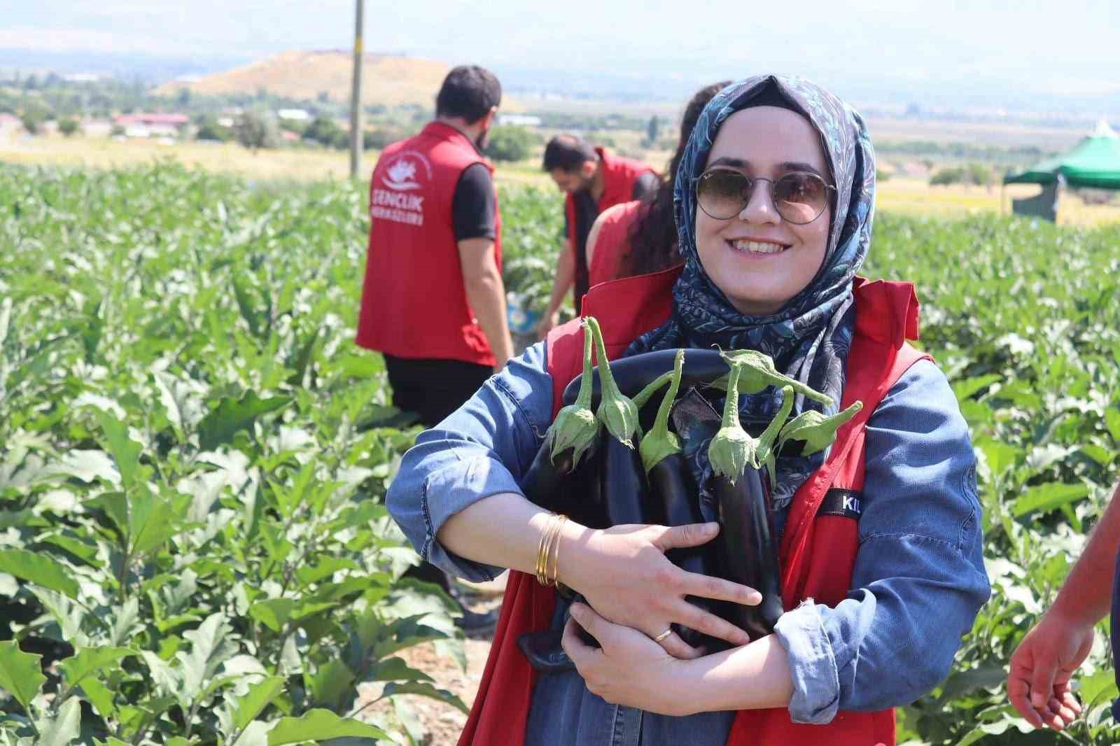 Gençler Patlıcan Hasadı ile Emeğin Değerini Öğrendi