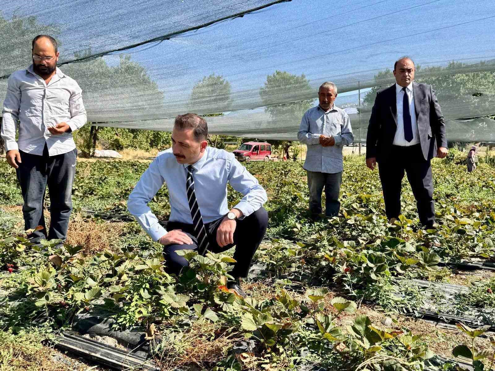 Kaymakam Hökelekli, Çilek Bahçesini İnceledi