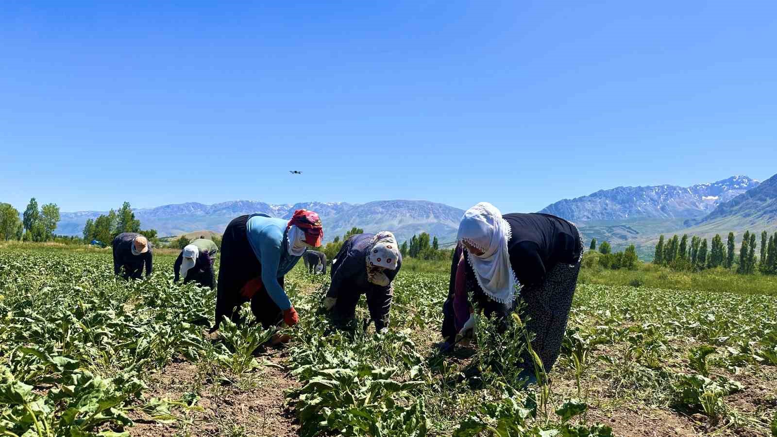 Kavurucu Sıcaklarda Çiftçilerden Özverili Mücadele