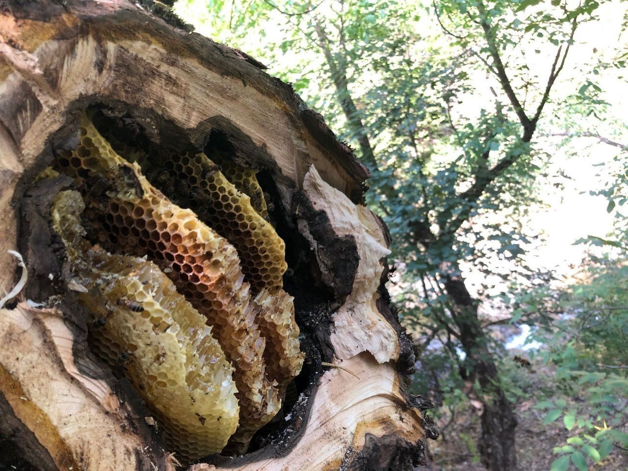Doğadan Gelen Lezzet: Erzincan'ın Doğal Balı