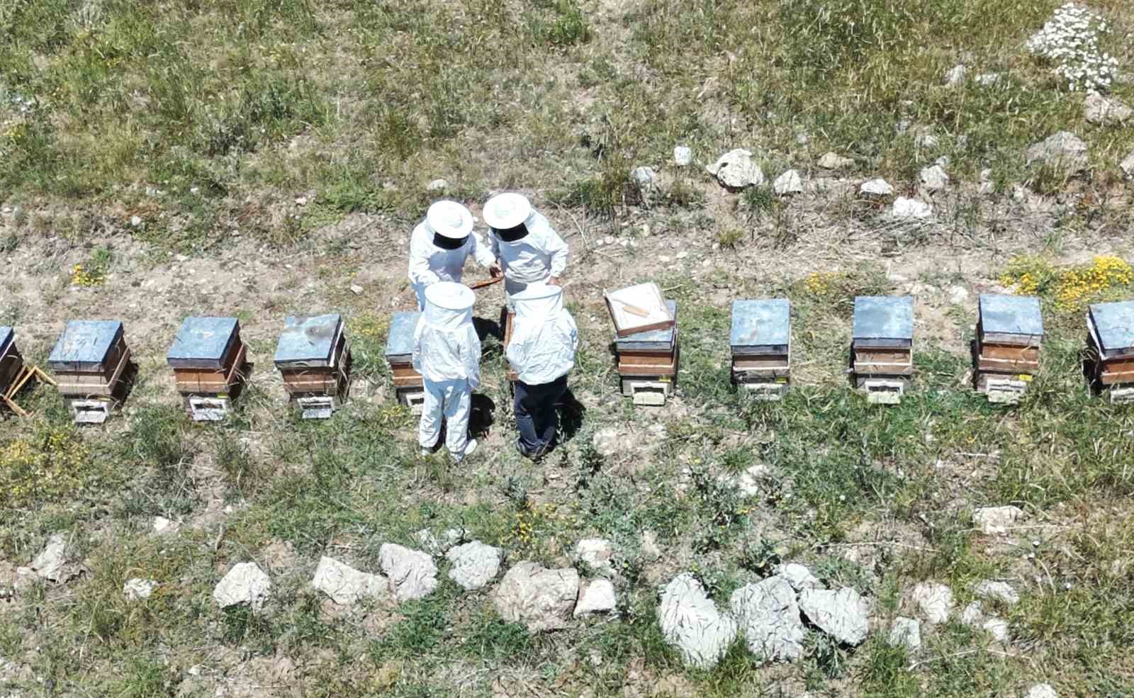Erzincan'da Arıcıların Beklentisi: Bal Hasadı Kapıda