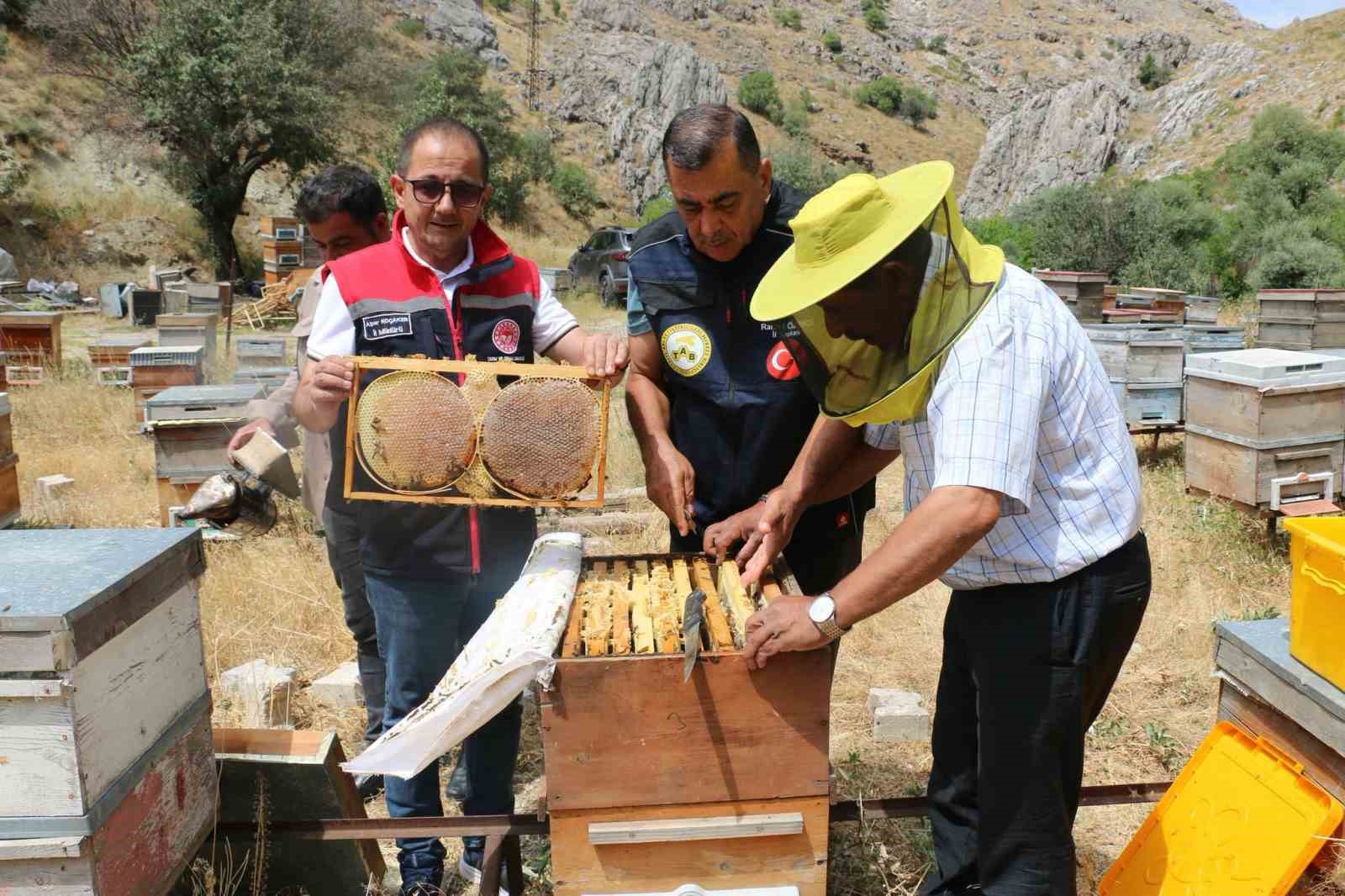 İzmir’de Bal Hasadı Coşkusu: 1.500 Ton Rekolte Bekleniyor